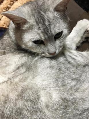 はいね