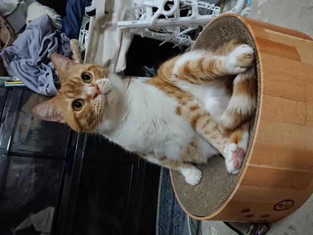 とらお