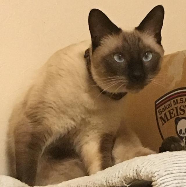 シャー