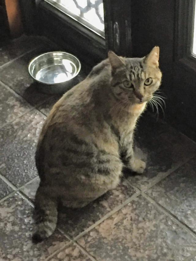 ミア