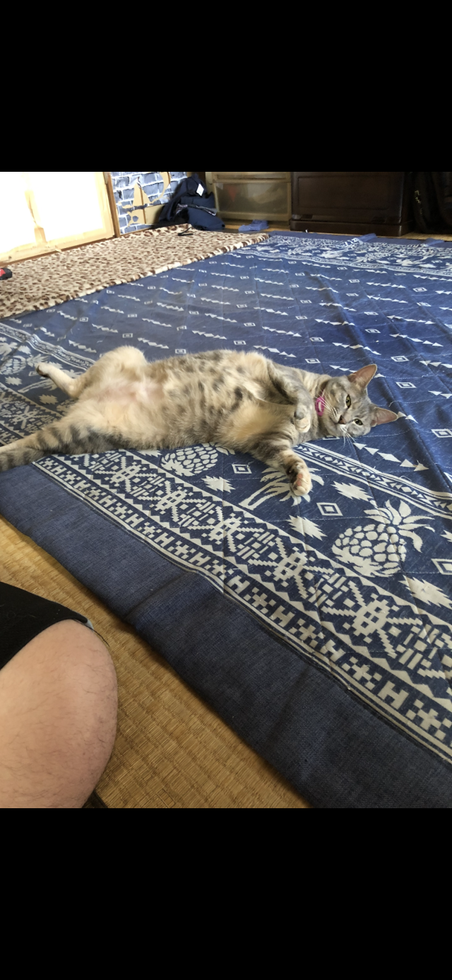 もも
