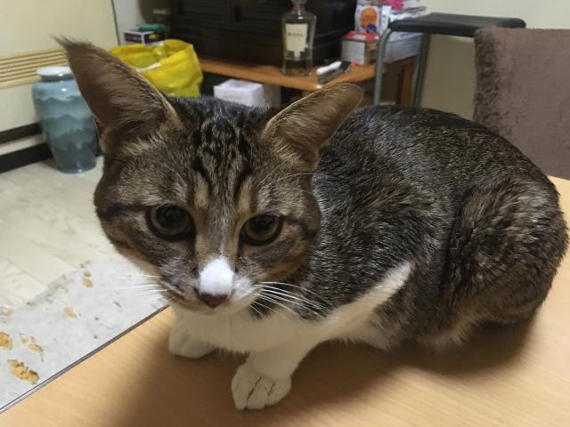 たすく
