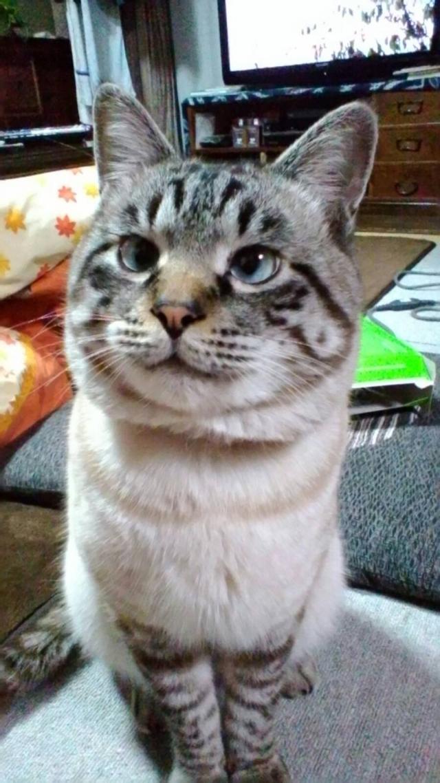 はく