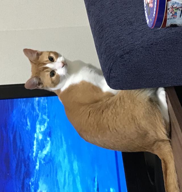 コル