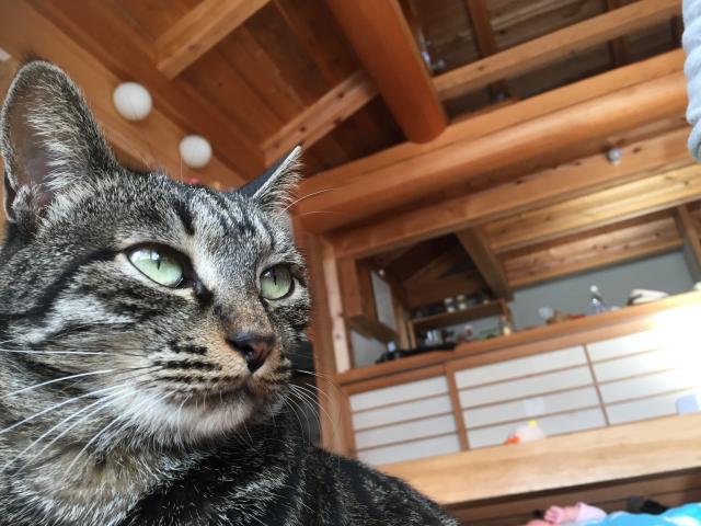 トラ