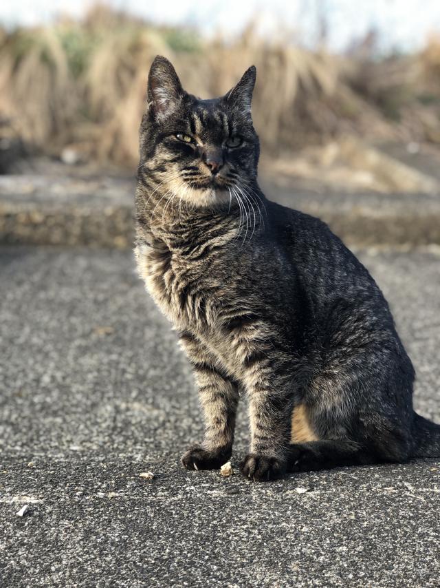 ラビ