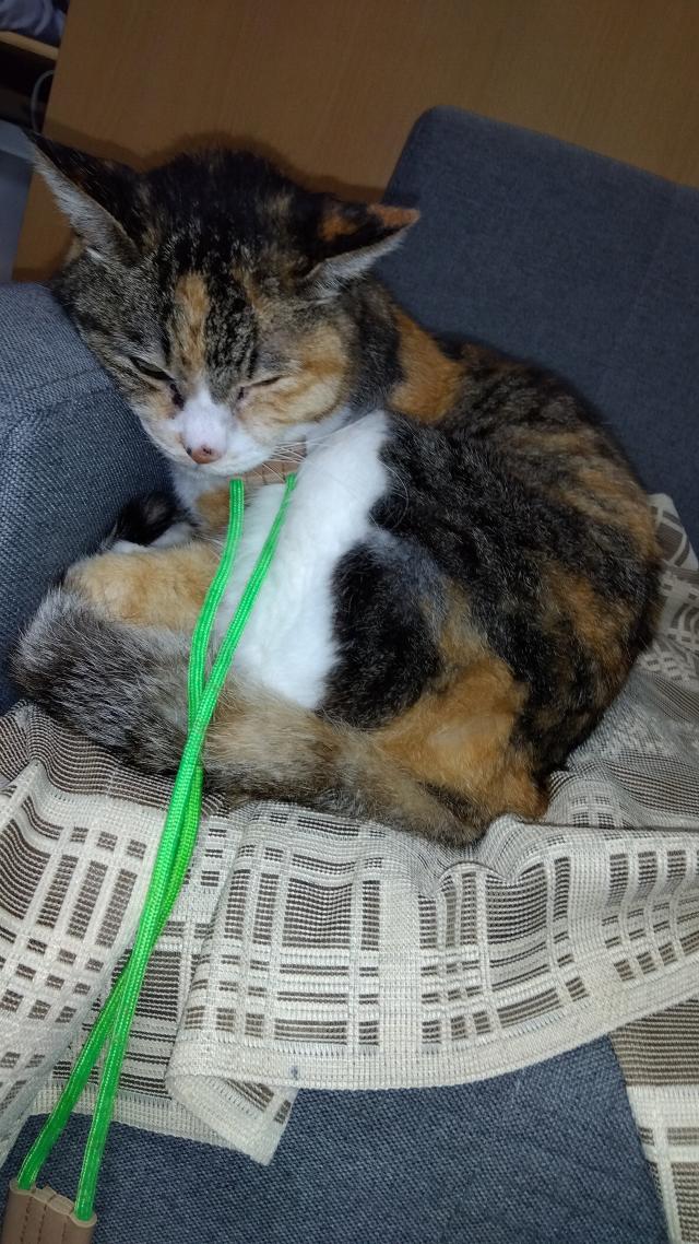 ドラちゃん