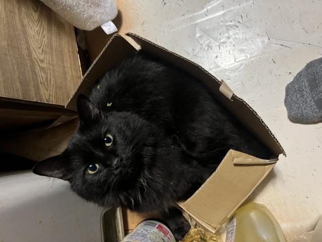 ポン