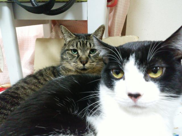 にしき