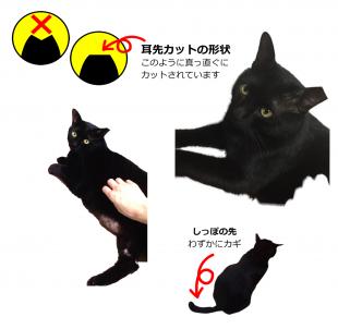 ソルト（ソルちゃん）