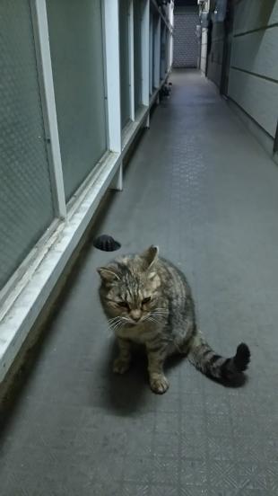 たー