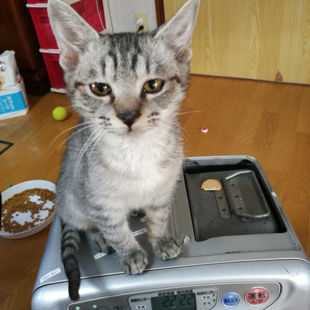 セサミ