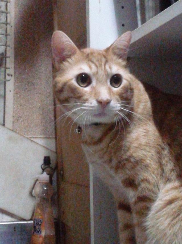 かがやき