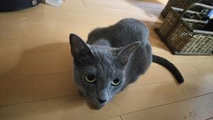 もずく