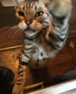 チェス