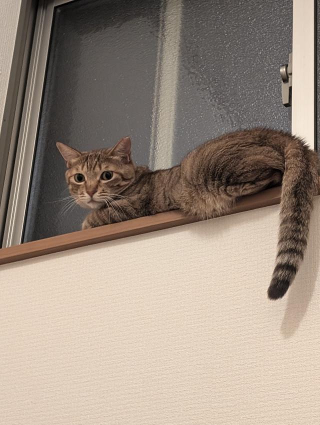 トト