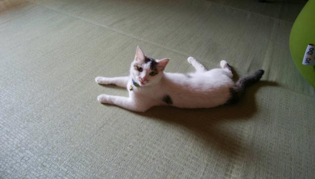 はな