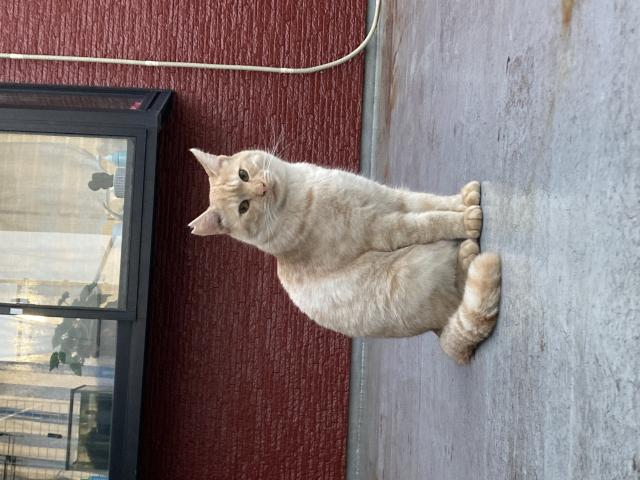 にゃーちゃん