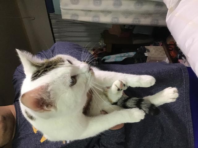 ウィル