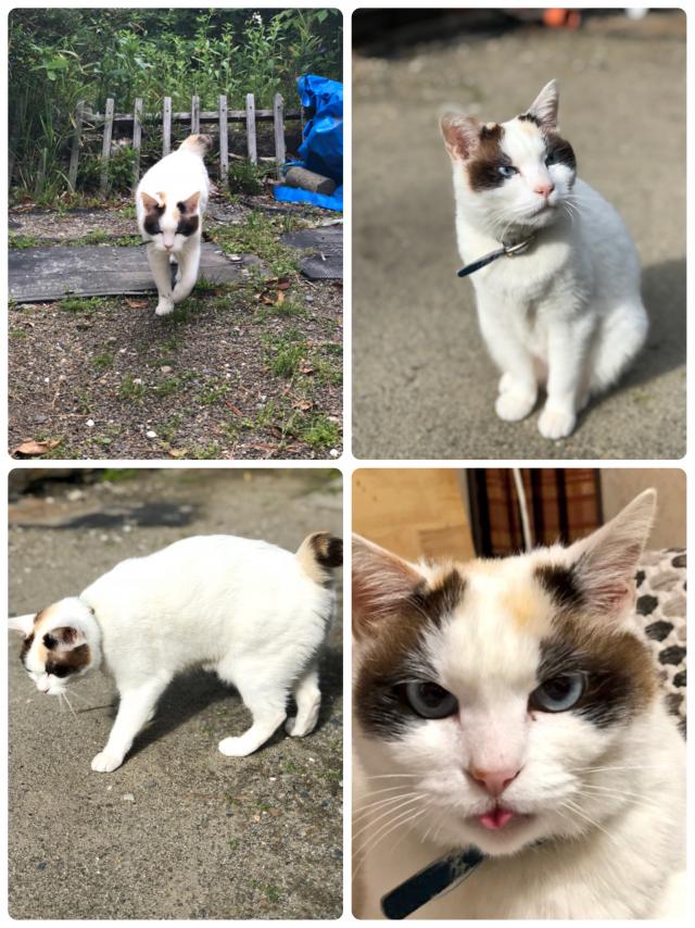 ナナ