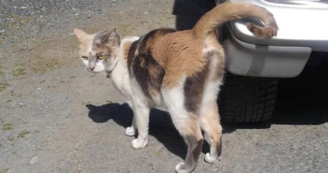 あつこ