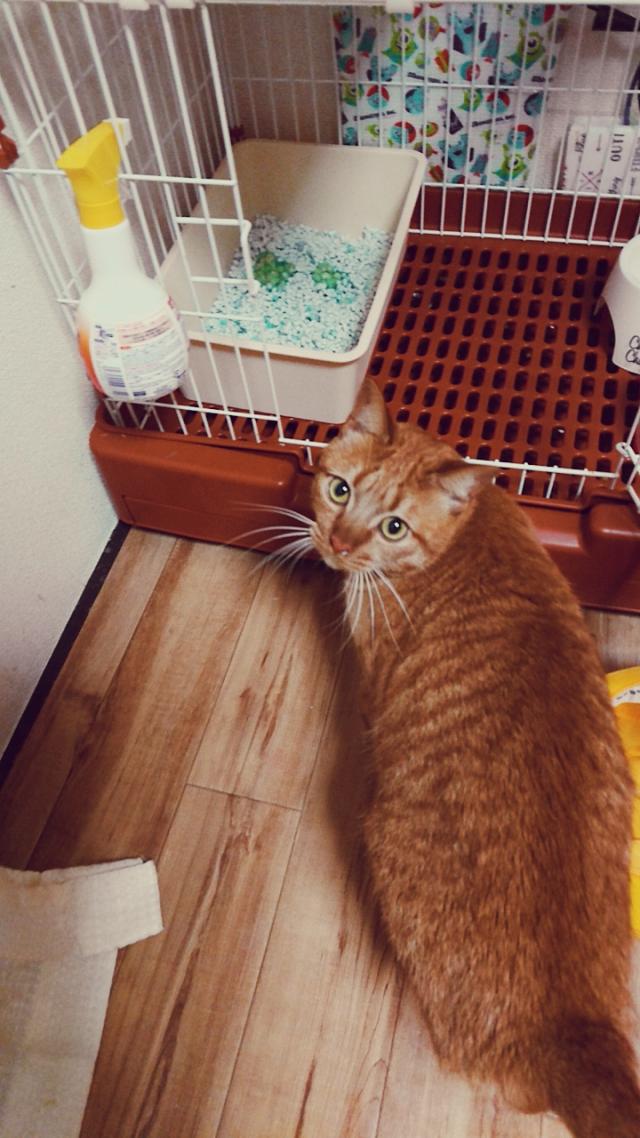 ぽんず