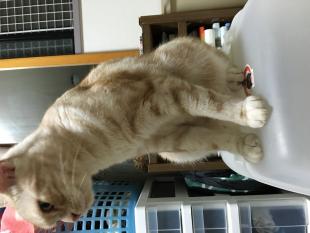 シカマル