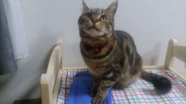 タヌ