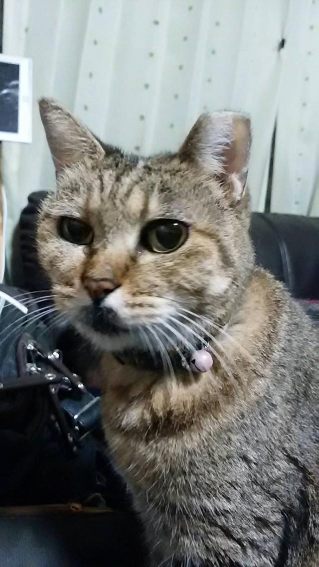 みゃ～ちゃん