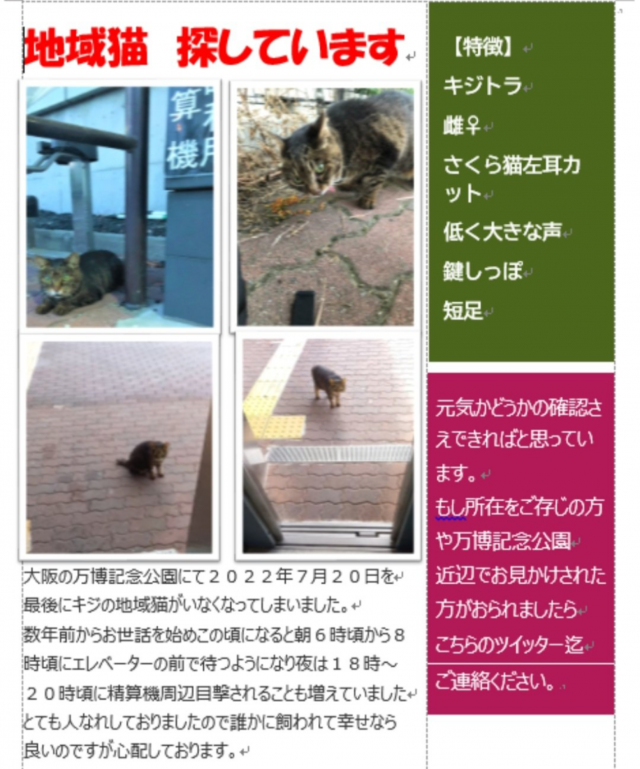 地域猫 キジトラ