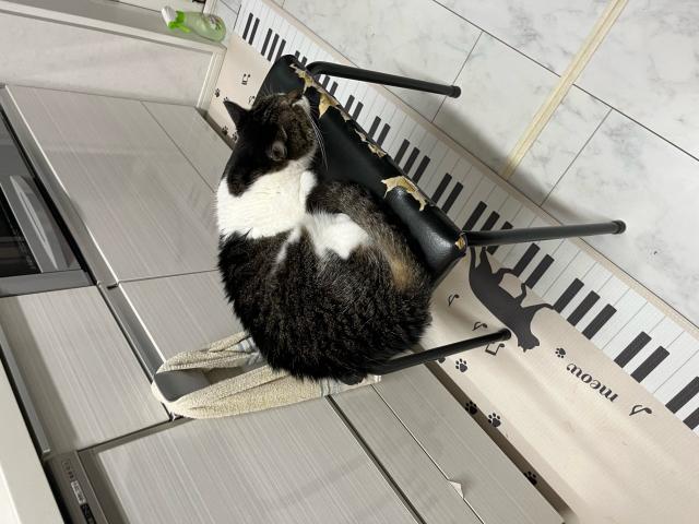 みみちゃん