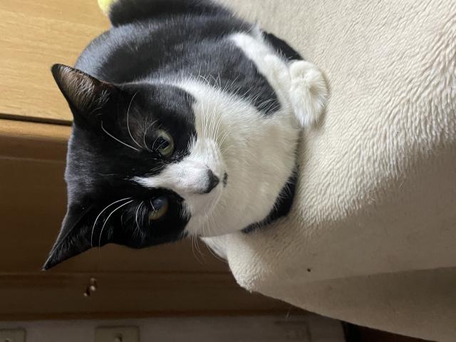 ちびまる