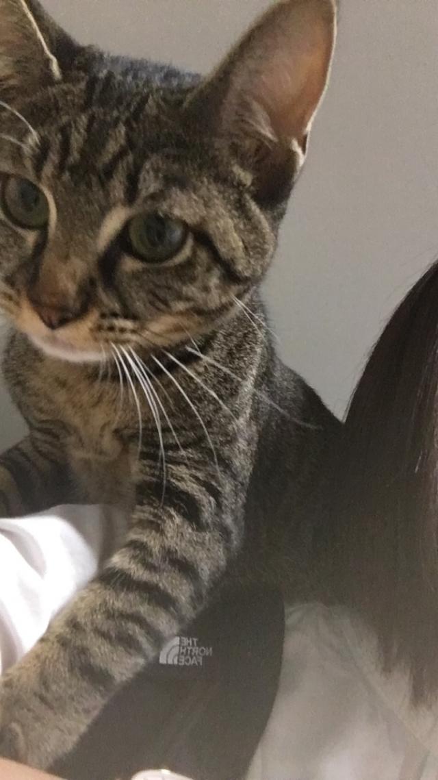 にゃんにゃ