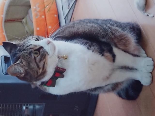 チコちゃん