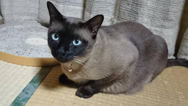 トンキ