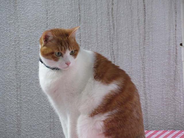 ミカン