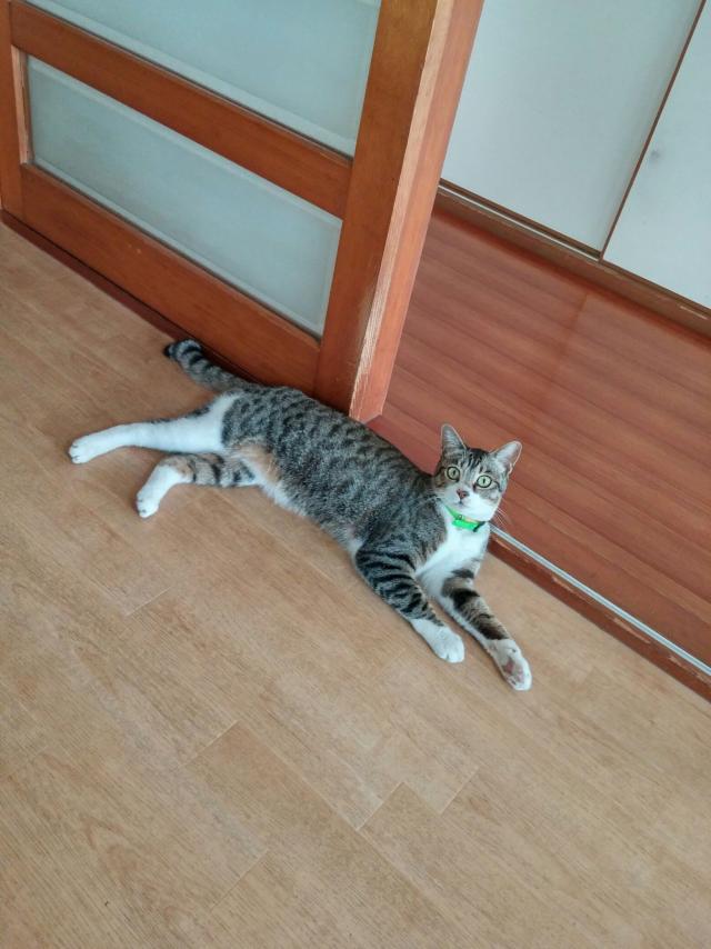 しぴ