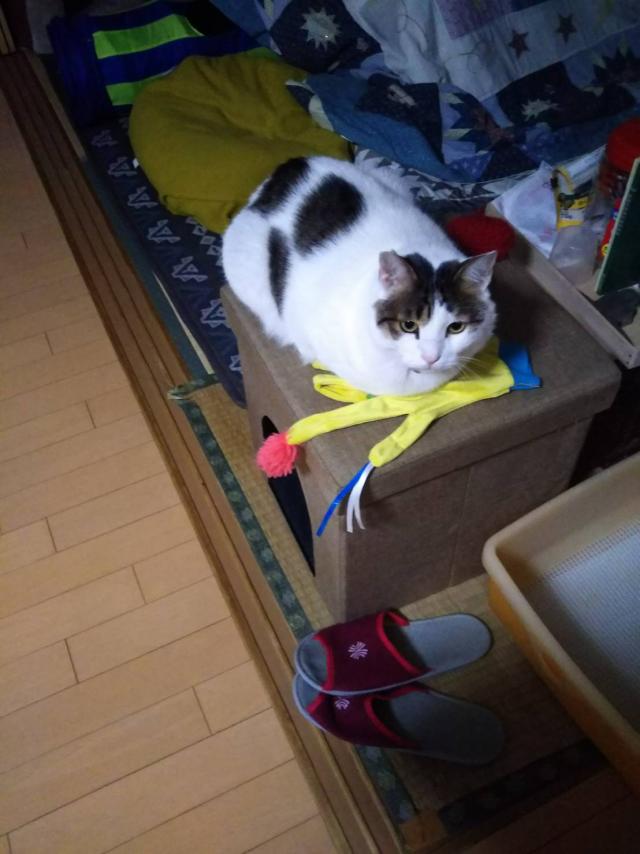おたま