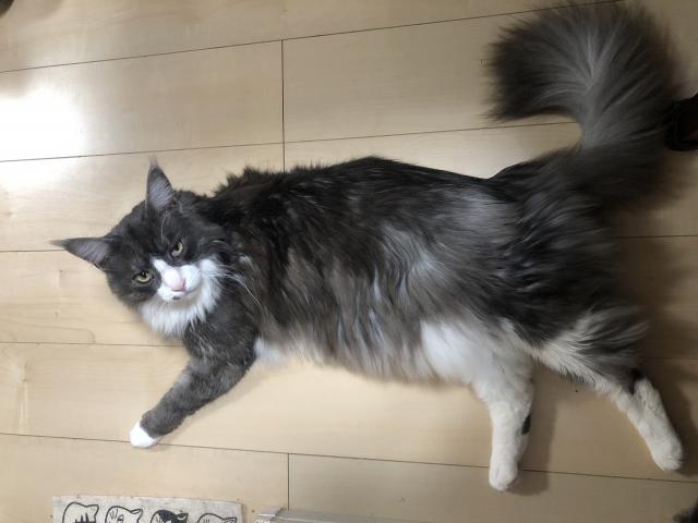 アッシュ