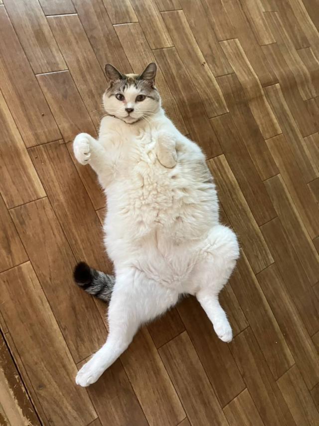 こここ