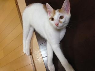北斗（ほくと）