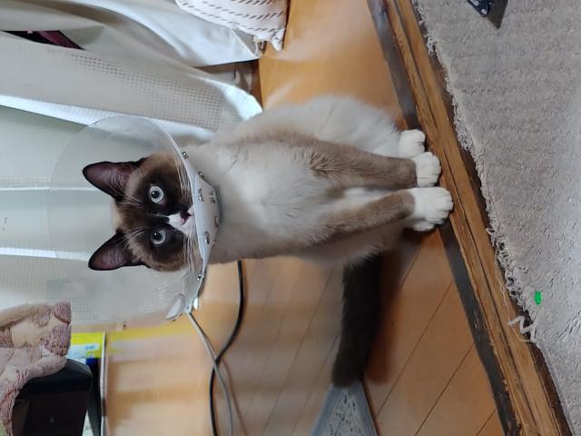 ボカ