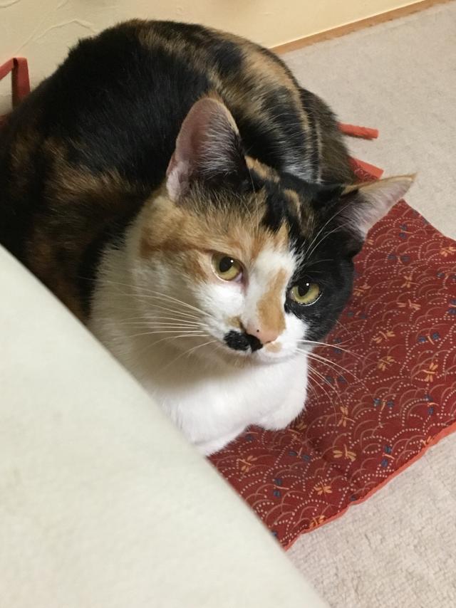 きなこ