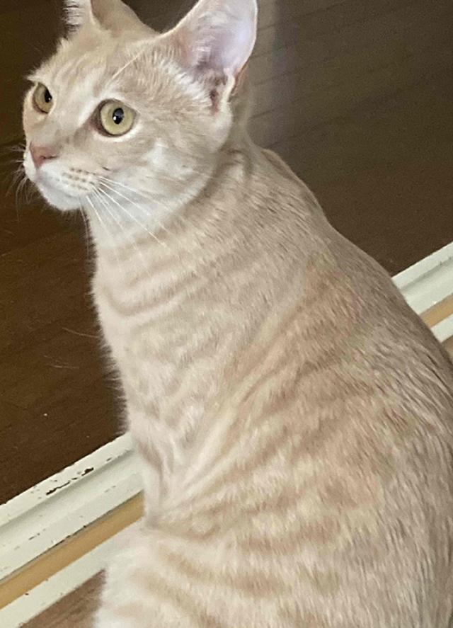 コムギ
