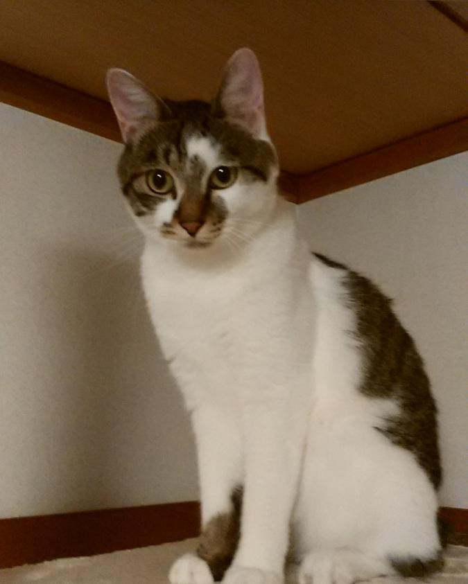 レオ