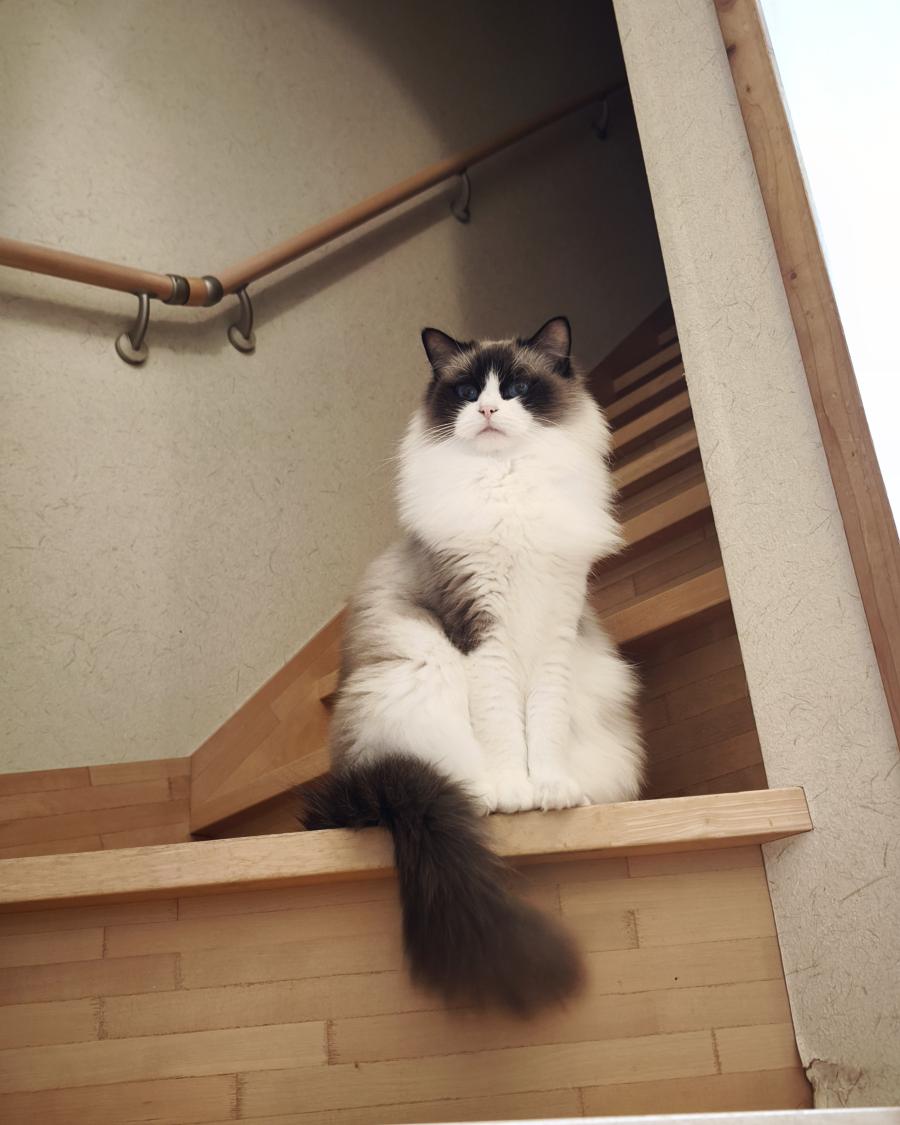 もなか