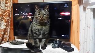 トム