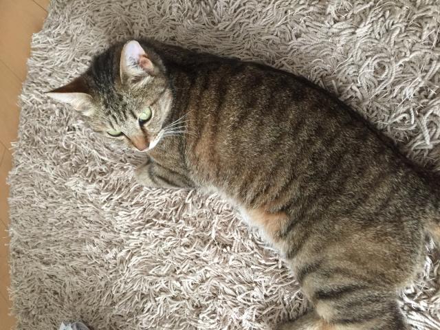 やんちゃん