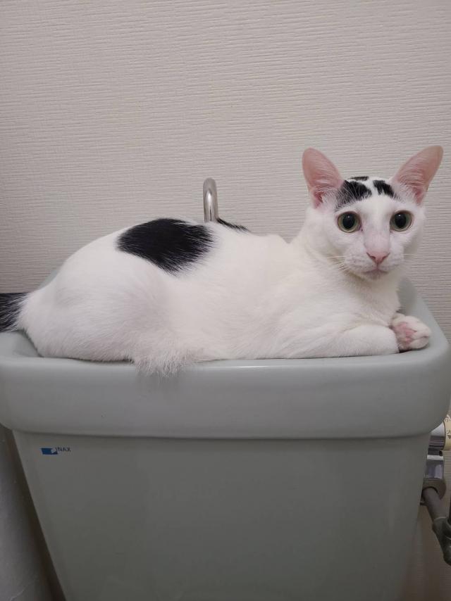 マロ