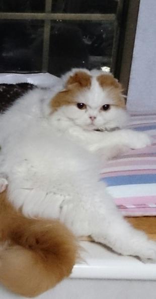 マロン